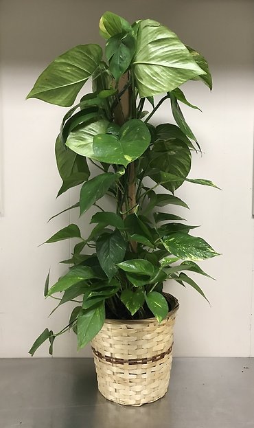Pothos Totem Pole