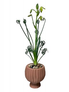Albuca Frizzle Sizzle plant in brown ceramic