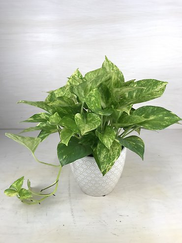 Neon Queen Pothos