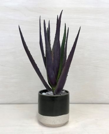 Two-Tone Aloe Plant
