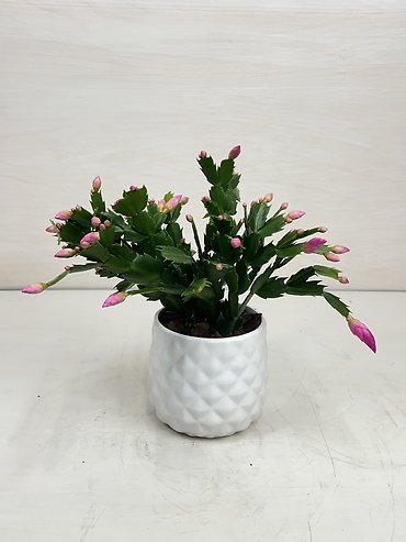 Christmas Cactus