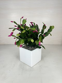 Christmas Cactus