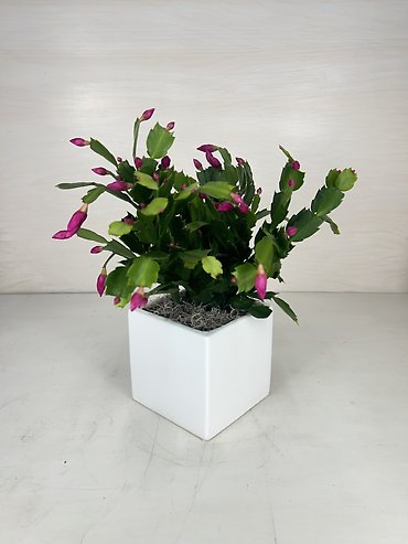 Christmas Cactus