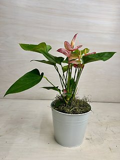 Anthurium
