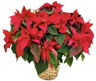 Classic Poinsettia | X-Large