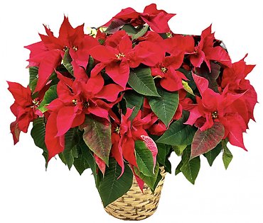 Classic Poinsettia | X-Large