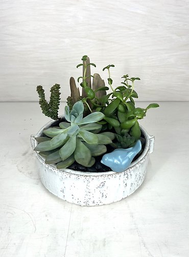 Bluebird Succulent Garden - Large