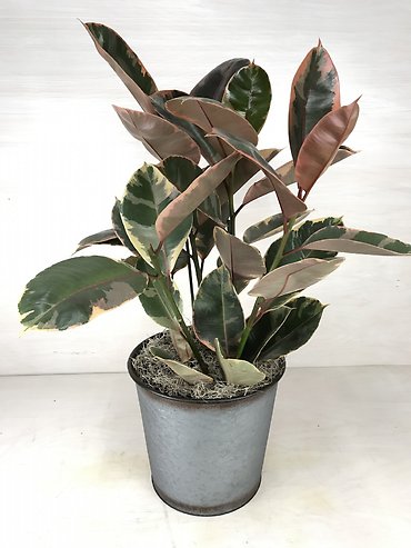 Rubber Plant- Tricolor