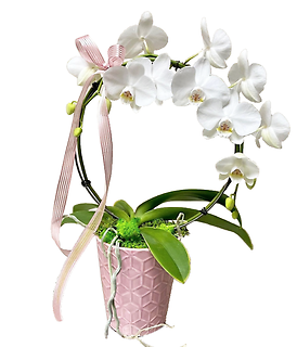 Infinity Circle Orchid