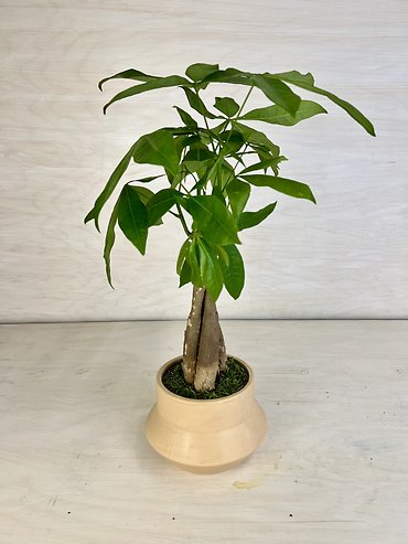 Money Tree