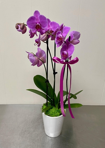 Triple Orchid