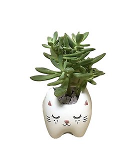Kitty Planter
