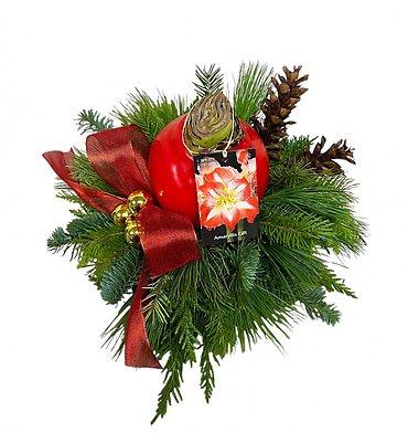 Amaryllis Centerpiece