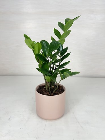 ZZ Plant