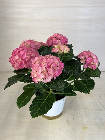 Hydrangea Plant | 15\"