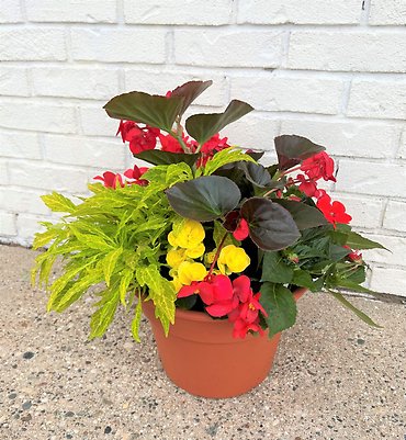 10\" Begonia Combo Patio Pot