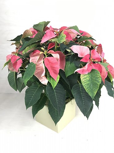 Double Poinsettia | Ceramic Pot
