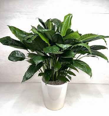 Peace Lily in Ceramic - Large