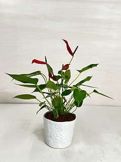 Anthurium