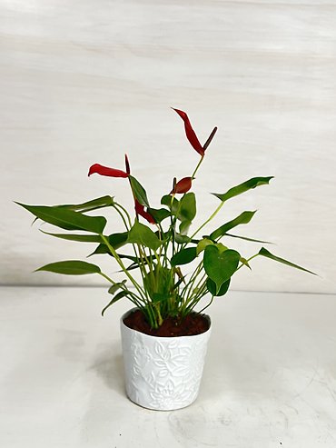 Anthurium