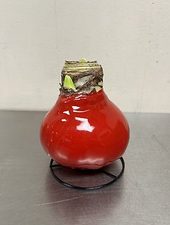 Amaryllis Bulb | Red