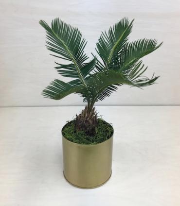 Sago Palm Plant