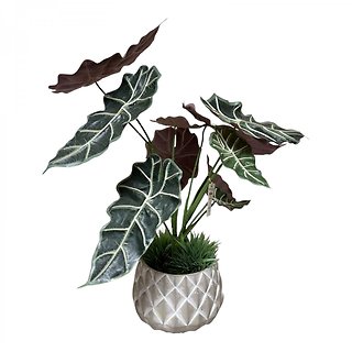 Silk Alocasia Plant