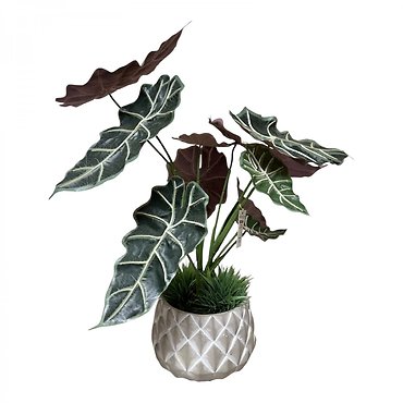 Silk Alocasia Plant
