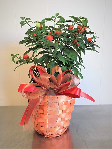 Jerusalem Cherry