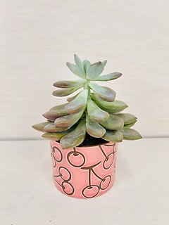 Sweet Succulent