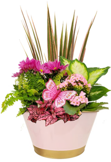 Butterfly Bucket Euro Garden
