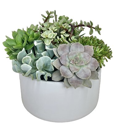 Round Succulent Garden