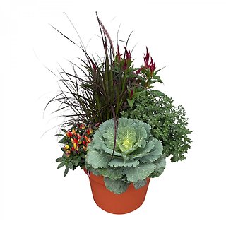 Outdoor Mum Combo Planter (14\" Round)