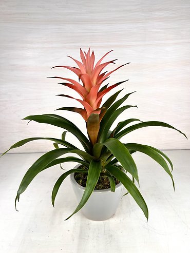 Bromeliad