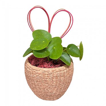 Pilea Plant