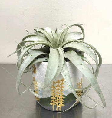 Xerographica Planter