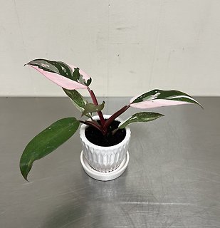 Philodendron Pink Princess Marble