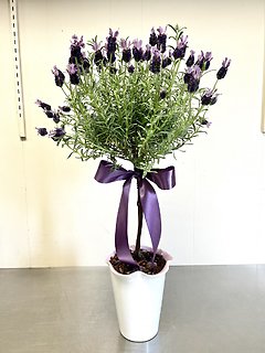 Lavender Topiary