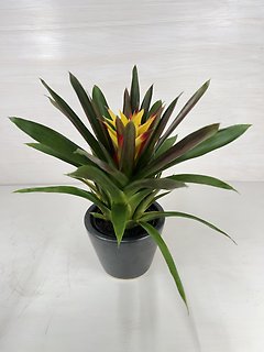 Bromeliad