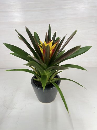 Bromeliad