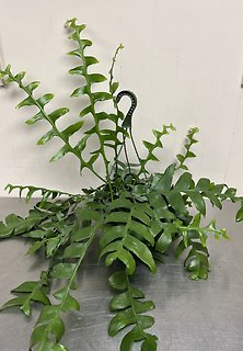 Fern Leaf Cactus | Hanging Basket