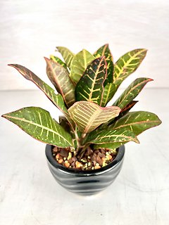 Croton Plant