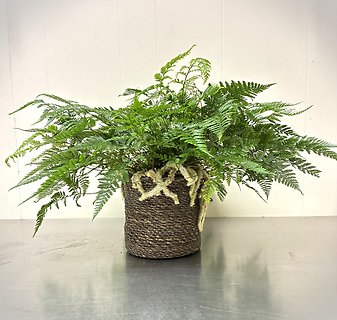 Rabbit\'s Foot Fern - 16\"