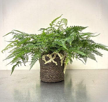 Rabbit\'s Foot Fern - 16\"