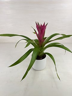 Bromeliad