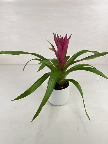 Bromeliad