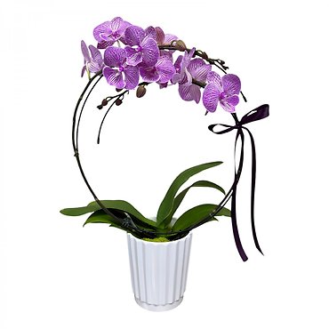 Casa Luna Orchid Plant