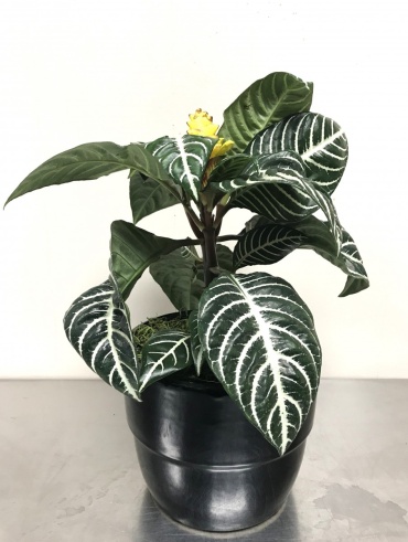 Zebra Plant