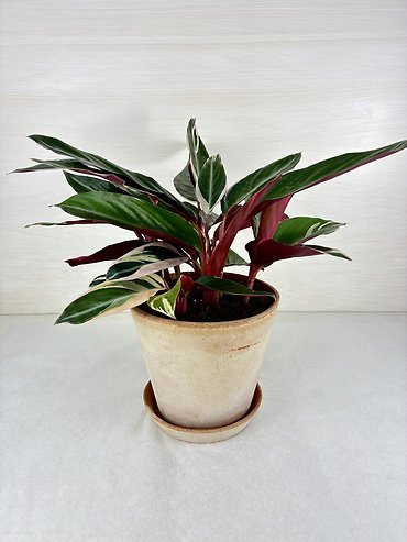 Tricolor Stromanthe Plant