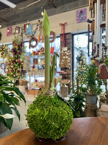 Amaryllis Bulb | Moss